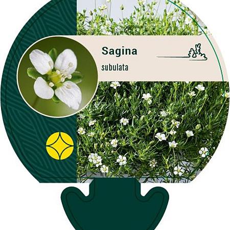 Sagina subulata Pot 9 cm