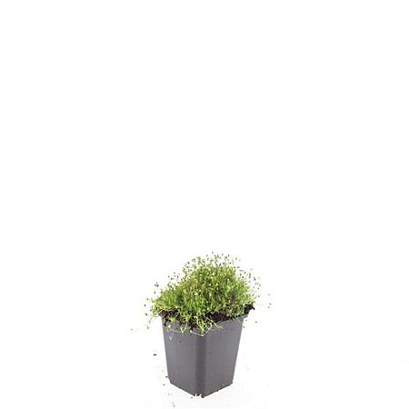 Sagina subulata Pot 9 cm