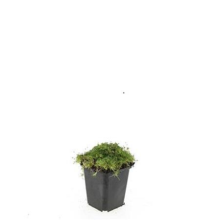 Sagina subulata Pot 9 cm