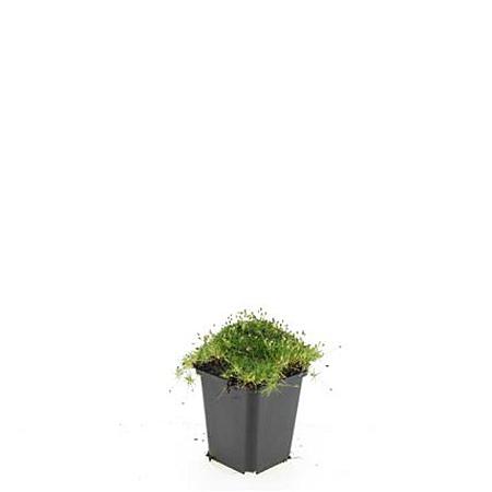 Sagina subulata Pot 9 cm