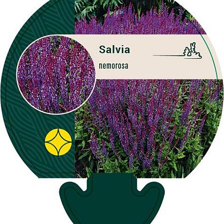 Salvia nemorosa Pot 9 cm