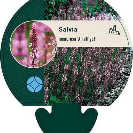Salvia nem. 'Amethyst' Pot 9 cm