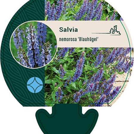 Salvia nem. 'Blauhügel' Pot 9 cm