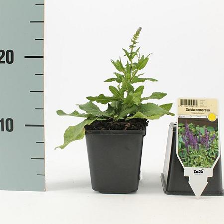 Salvia nem. 'Blaukönigin' Pot 9 cm