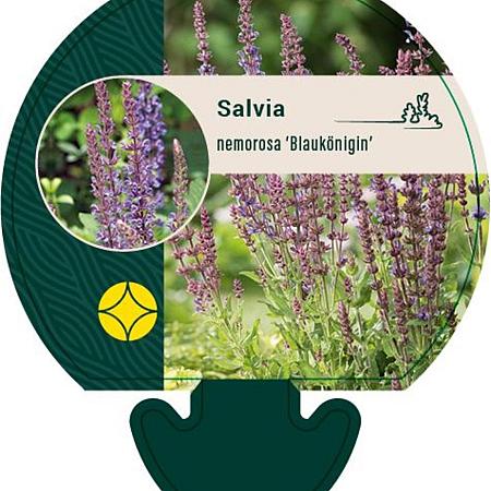 Salvia nem. 'Blaukönigin' Pot 9 cm
