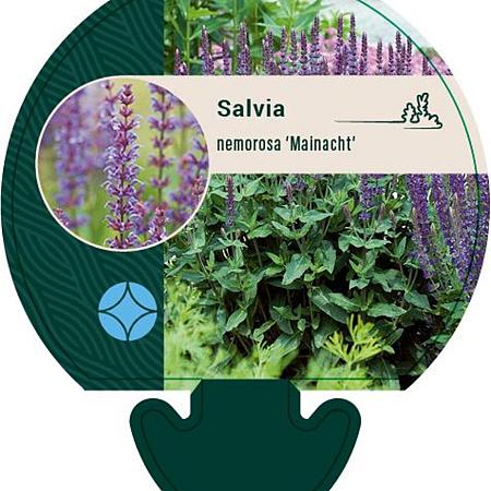 Salvia nem. 'Mainacht' Pot 9 cm
