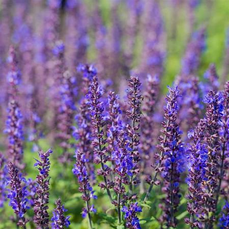 Salvia nem. 'Mainacht' Pot 9 cm