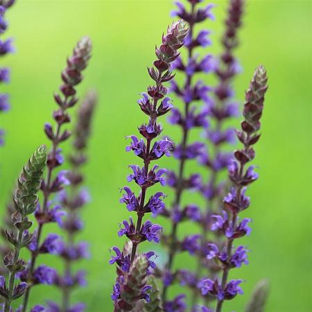 Salvia nem. 'Ostfriesland' Pot 9 cm