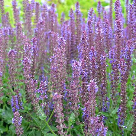 Salvia nem. 'Ostfriesland' Pot 9 cm