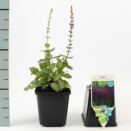 Salvia nem. 'Ostfriesland' Pot 9 cm
