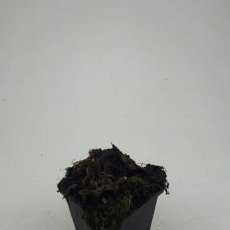 Salvia nem. 'Ostfriesland' Pot 9 cm