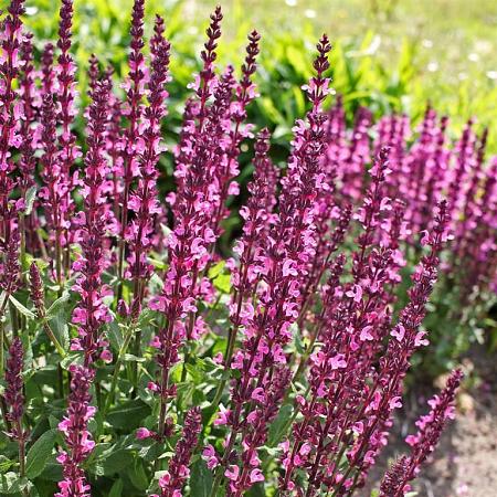 Salvia nem. 'Rose Queen' Pot 9 cm