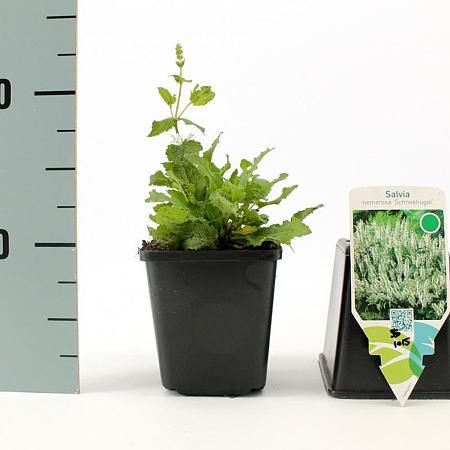 Salvia nem. 'Schneehügel' Pot 9 cm