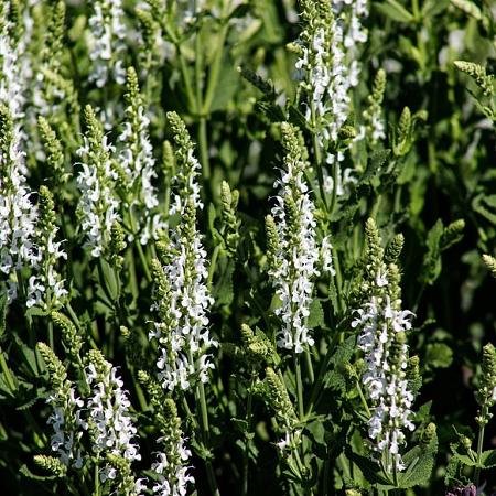 Salvia nem. 'Schneehügel' Pot 9 cm
