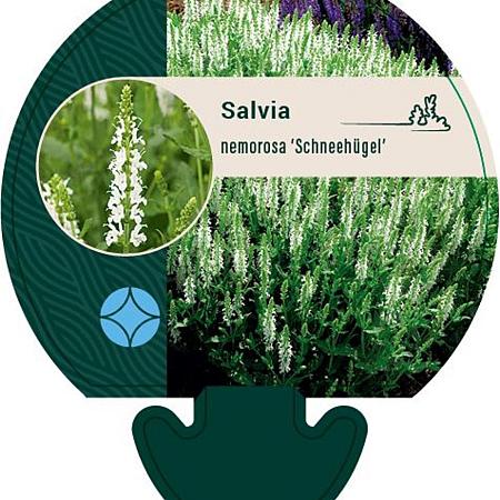 Salvia nem. 'Schneehügel' Pot 9 cm