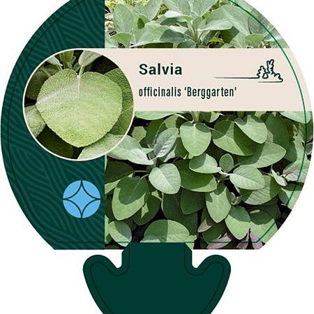 Salvia off. 'Berggarten' Pot 9 cm