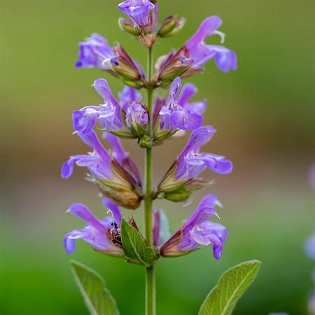Salvia off. 'Berggarten' Pot 9 cm