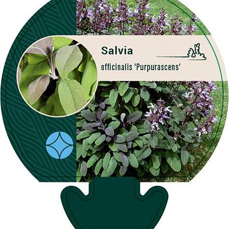 Salvia off. 'Purpurascens' Pot 9 cm