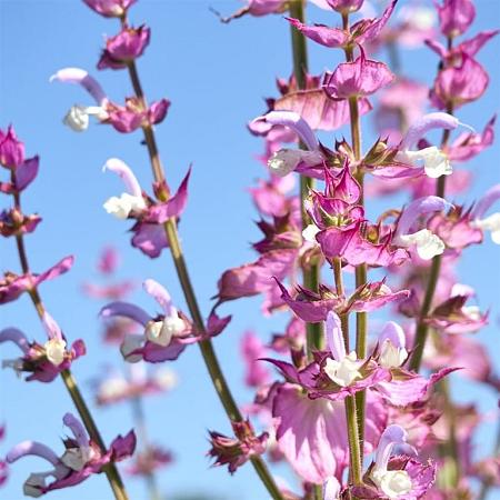 Salvia sclarea Pot 9 cm