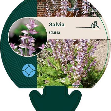 Salvia sclarea Pot 9 cm