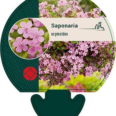 Saponaria ocymoides Pot 9 cm