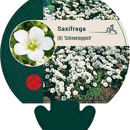 Saxifraga (A) 'Schneeteppich' Pot 9 cm