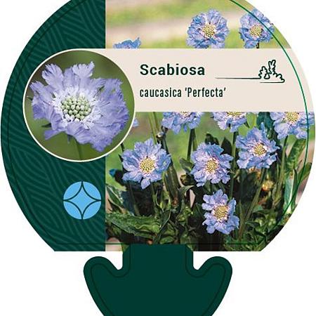 Scabiosa cauc. 'Perfecta' Pot 9 cm