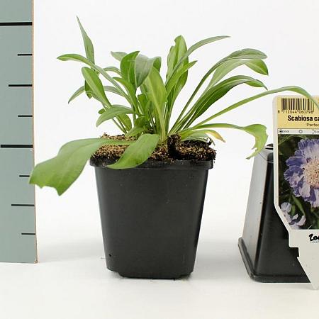 Scabiosa cauc. 'Perfecta' Pot 9 cm