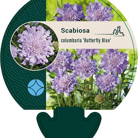 Scabiosa col. 'Butterfly Blue' Pot 9 cm