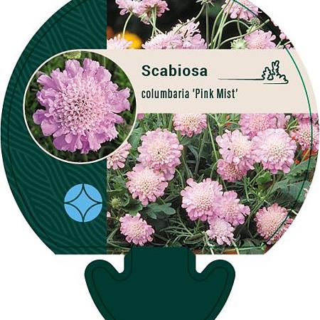 Scabiosa col. 'Pink Mist' Pot 9 cm