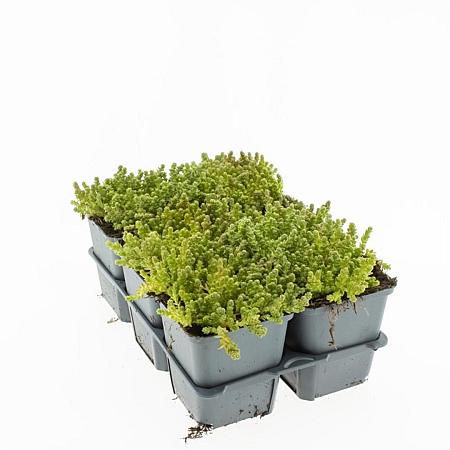 Sedum acre 'Yellow Queen' Pot 9 cm