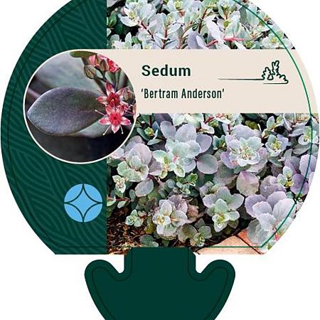 Sedum 'Bertram Anderson' Pot 9 cm