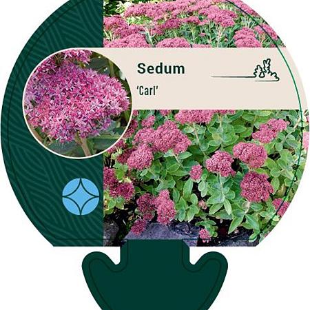 Sedum 'Carl' Pot 9 cm