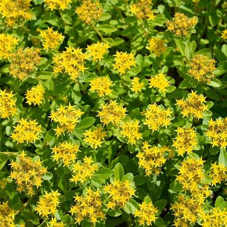 Sedum flor. 'Weihenstephaner Gold' Pot 9 cm