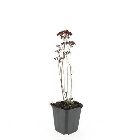 Sedum 'Herbstfreude' Pot 9 cm