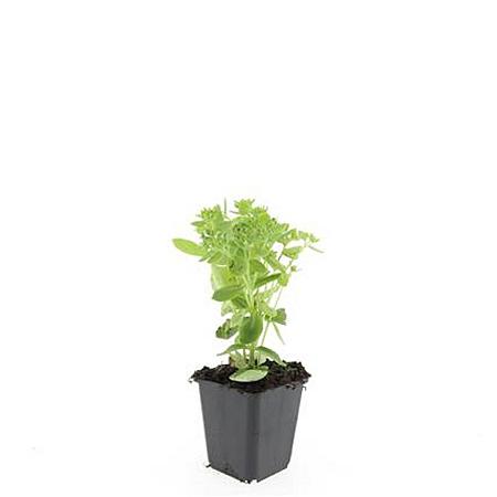 Sedum 'Herbstfreude' Pot 9 cm