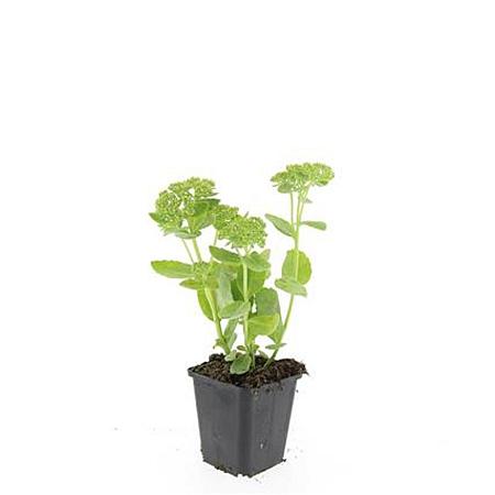 Sedum 'Herbstfreude' Pot 9 cm
