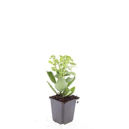 Sedum 'Herbstfreude' Pot 9 cm