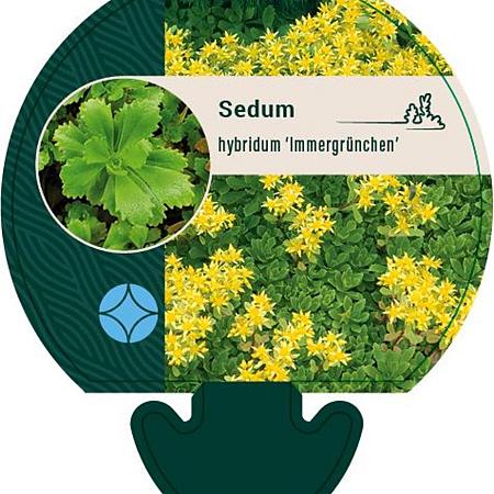 Sedum hybridum 'Immergrünchen' Pot 9 cm