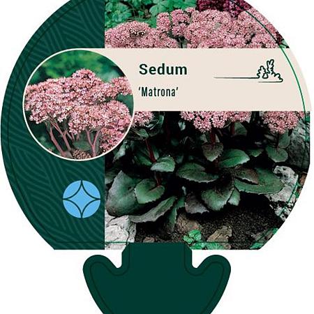 Sedum 'Matrona' Pot 9 cm