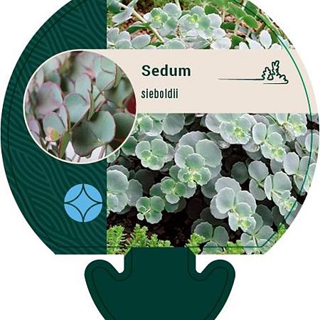 Sedum sieboldii Pot 9 cm