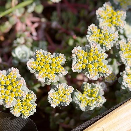 Sedum spathulifolium 'Cape Blanco' Pot 9 cm