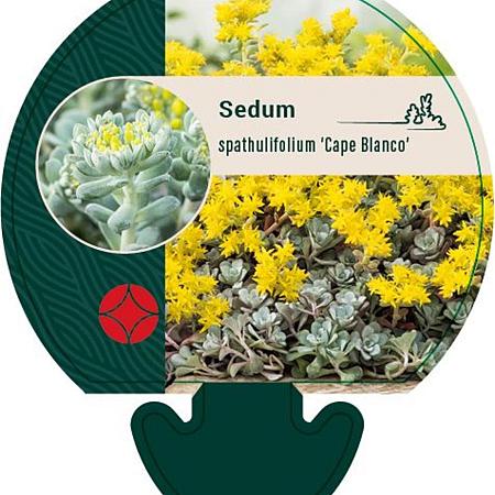 Sedum spathulifolium 'Cape Blanco' Pot 9 cm