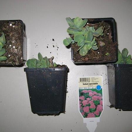 Sedum spectabile 'Brillant' Pot 9 cm