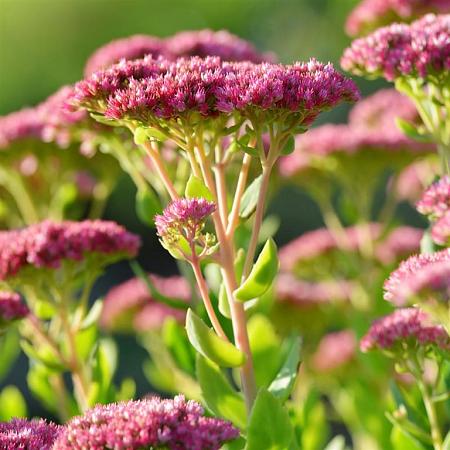 Sedum spectabile 'Brillant' Pot 9 cm