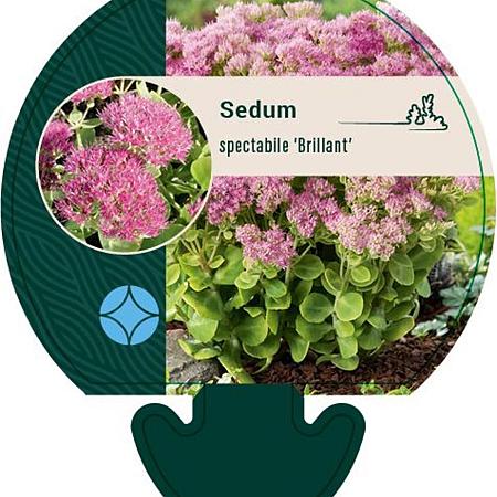Sedum spectabile 'Brillant' Pot 9 cm