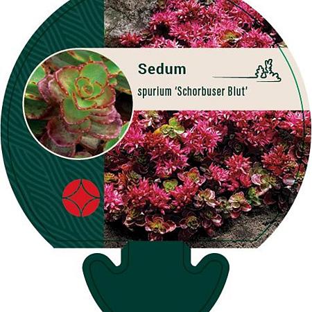 Sedum spurium 'Schorbuser Blut' Pot 9 cm