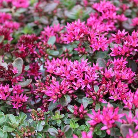 Sedum spurium 'Schorbuser Blut' Pot 9 cm