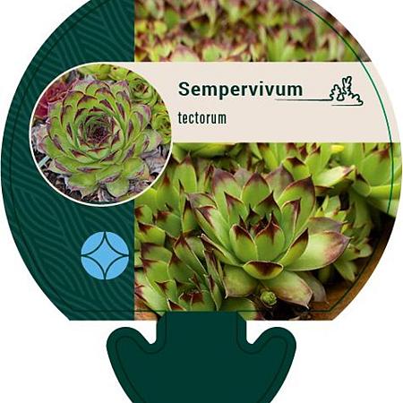 Sempervivum tectorum Pot 9 cm