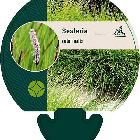 Sesleria autumnalis Pot 9 cm